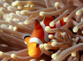   Clownfish  